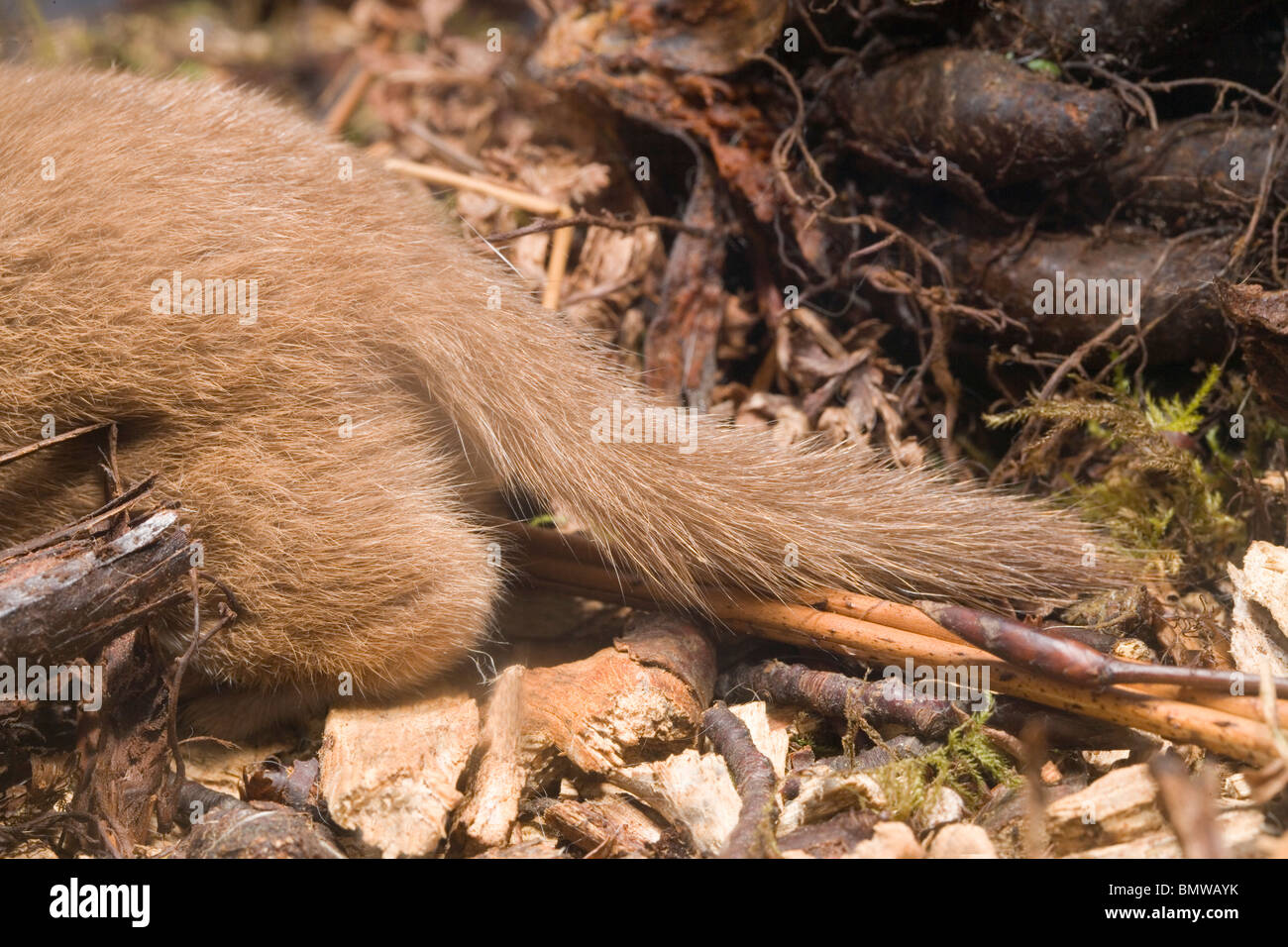 Weasel (Mustela nivalis).  Showing rear end of a living animal with tail. Compare with that of a Stoat (Mustela erminea). Stock Photo