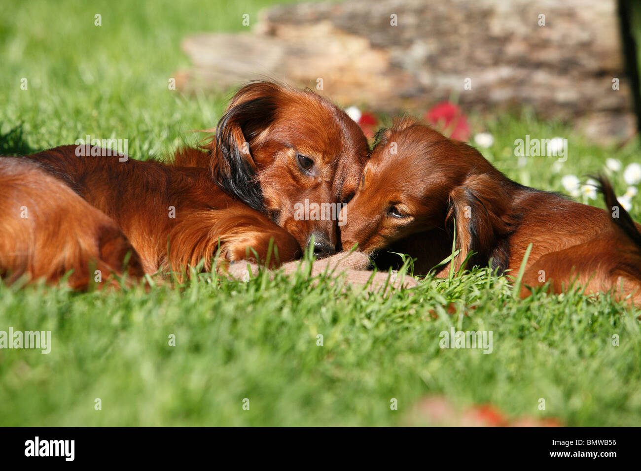 Long-haired Dachshund, Long-haired sausage dog, domestic dog (Canis lupus f. familiaris), two individuals in a meadow playing w Stock Photo