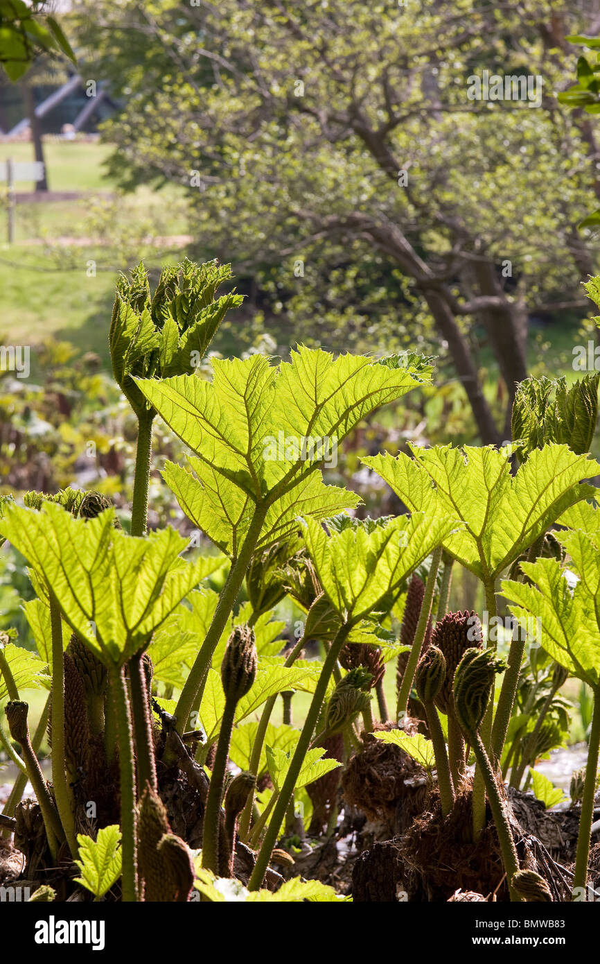 Sunlight lights up the leaves of the Gunnera Chilensis Stock Photo