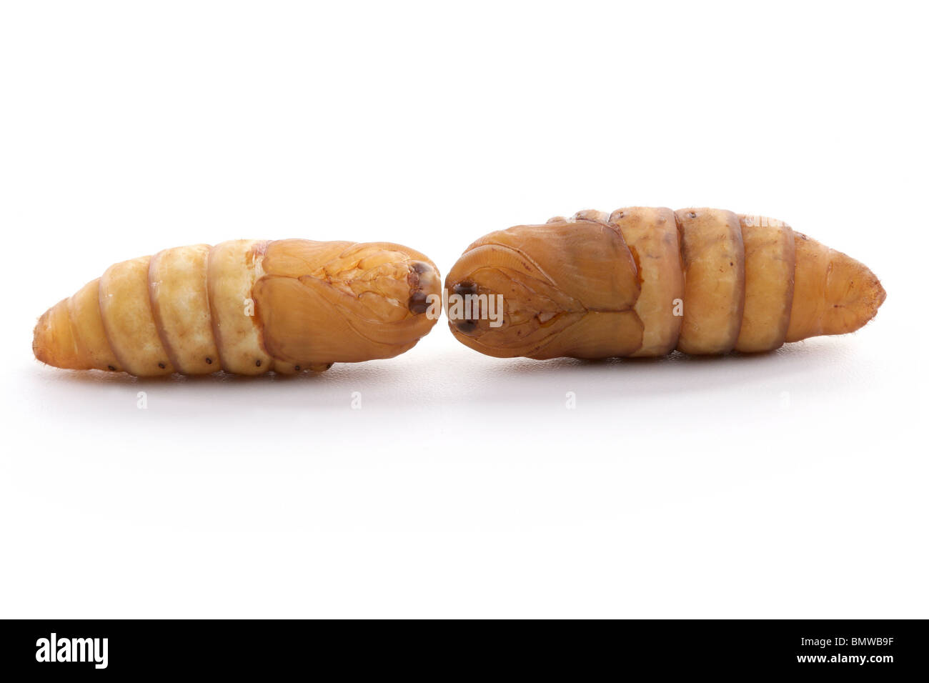 chrysalis silkworm on white background silk worm Stock Photo