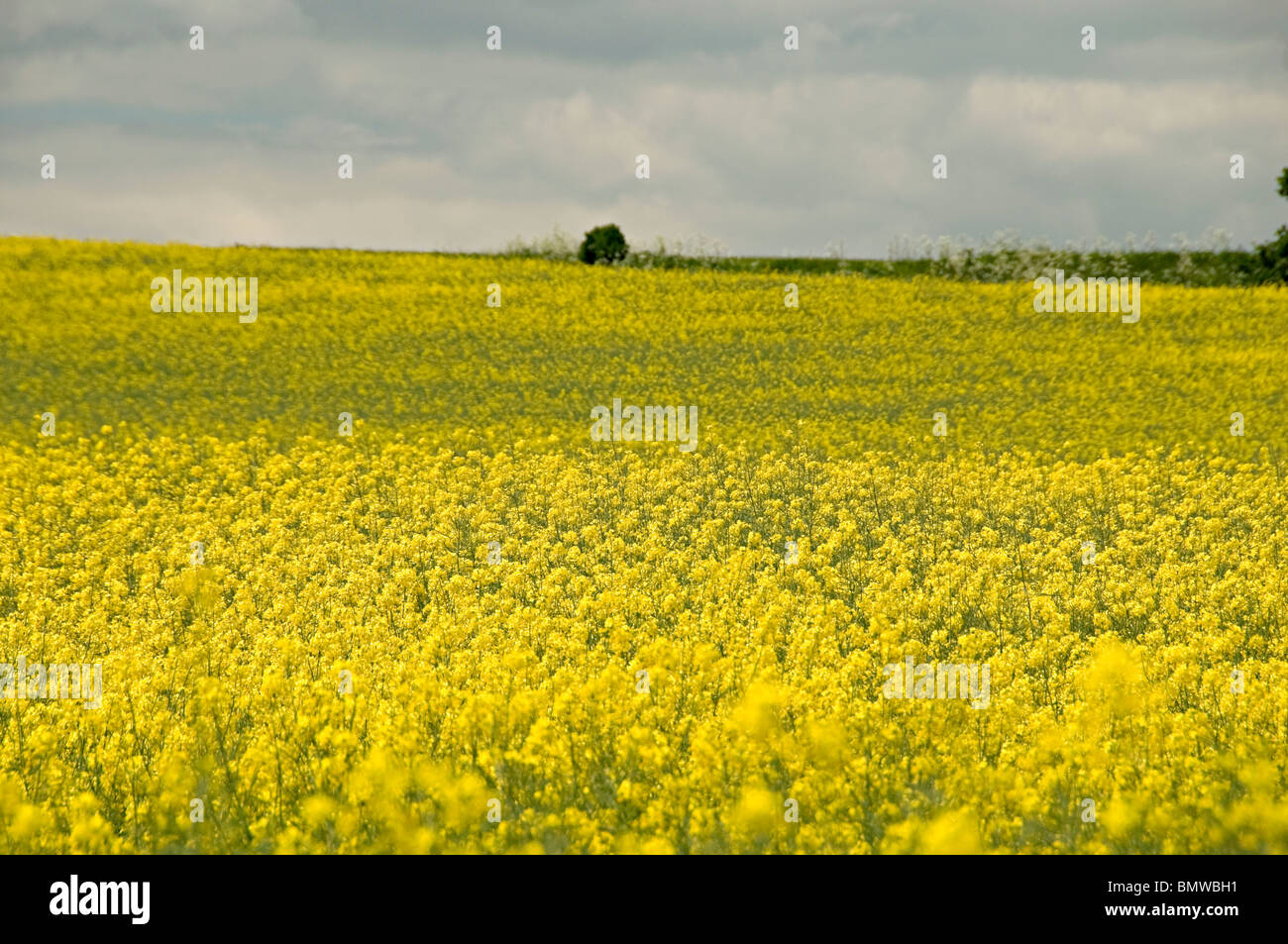 an yellow oil seed rape field on a sunny day in the uk Stock Photo - Alamy