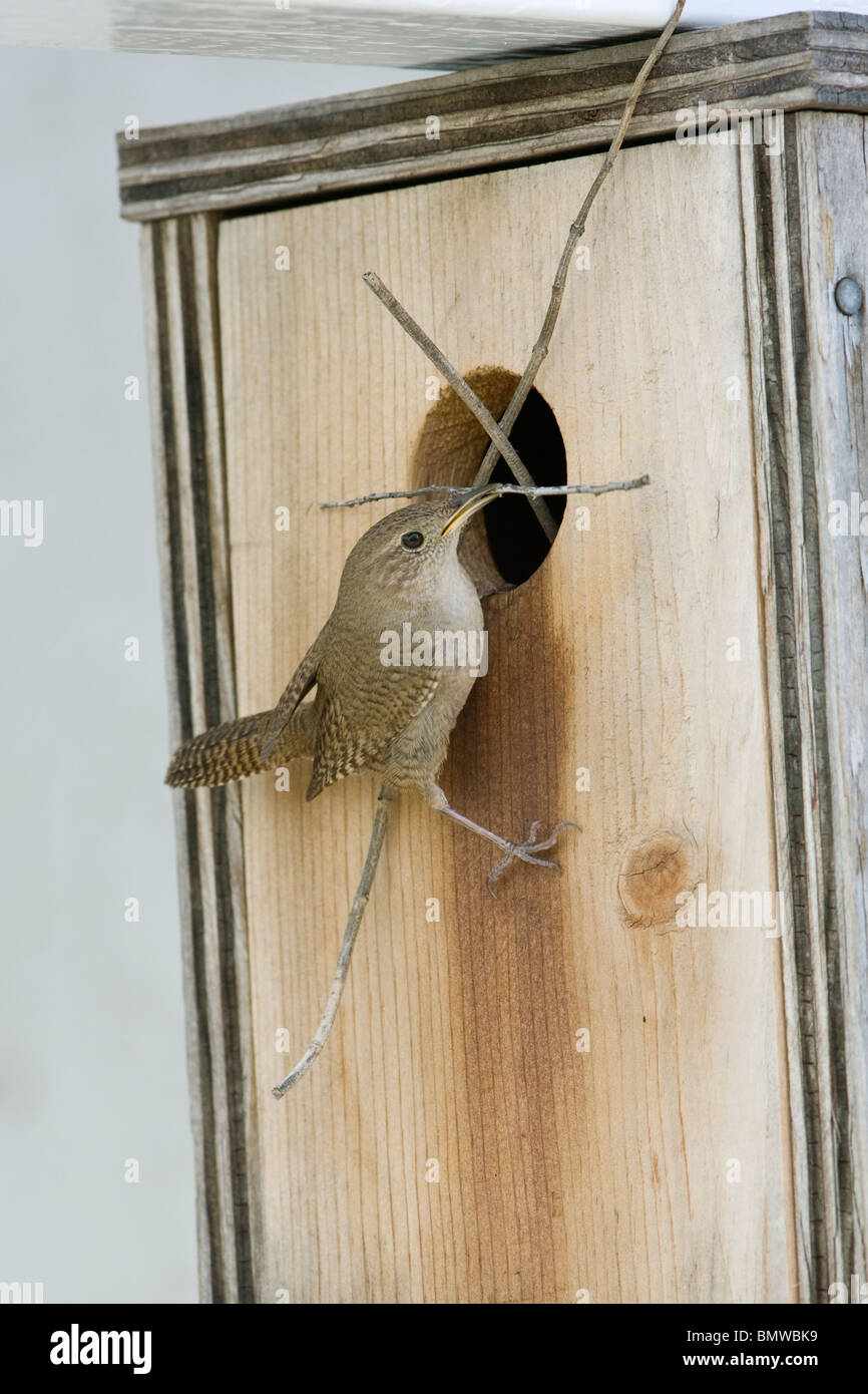 Bewick's Wren perched at nestbox with nest material - vertical Stock Photo