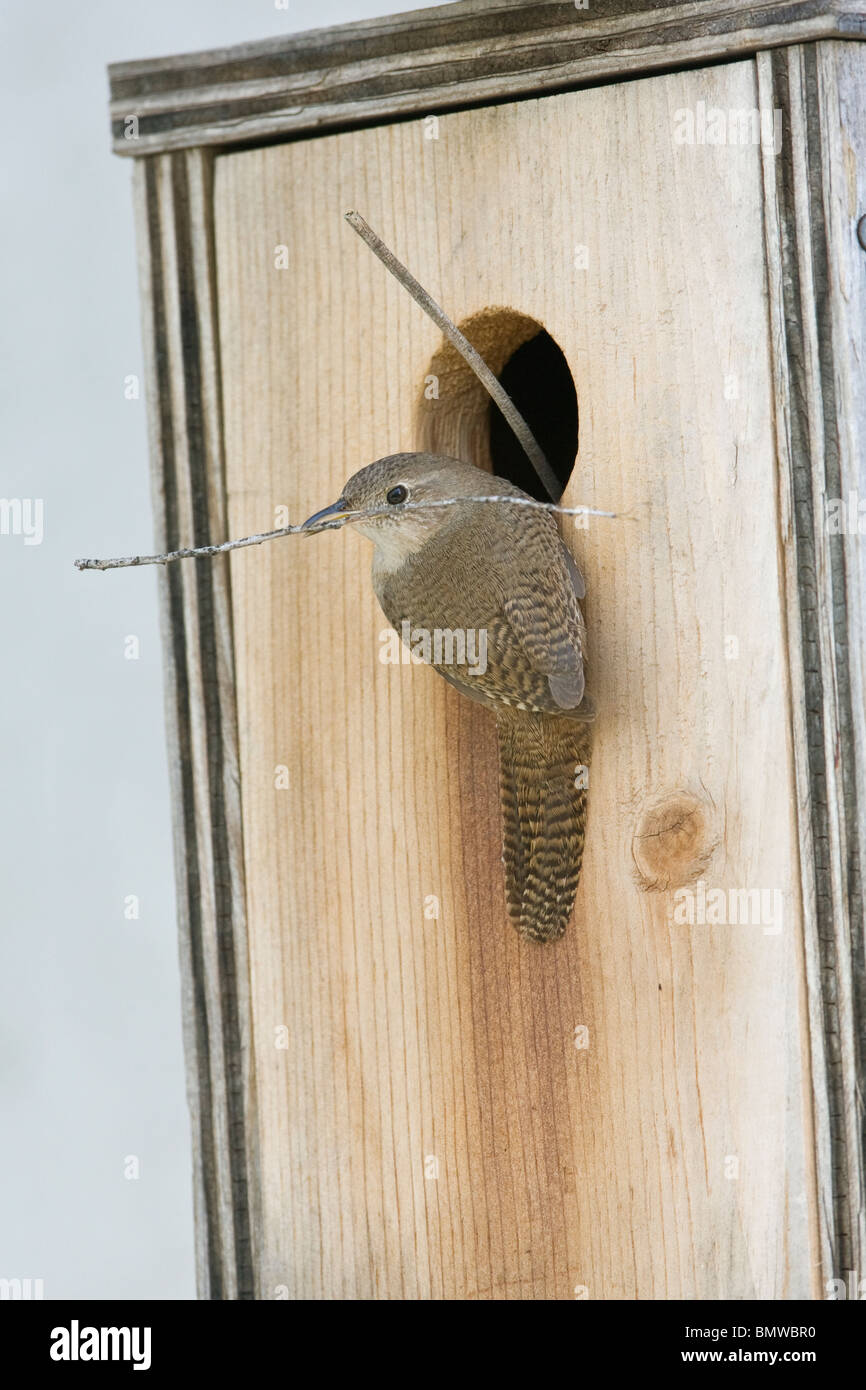 Bewick's Wren perched at nestbox with nest material - vertical Stock Photo