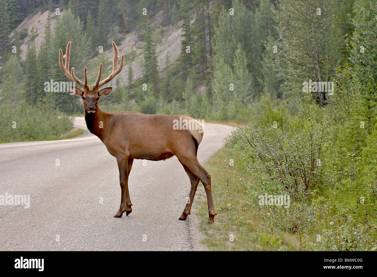 Deer crossing road Stock Photo Alamy