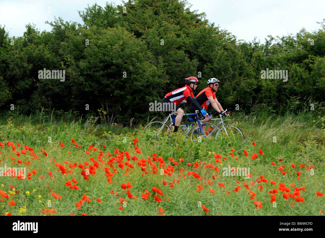 Cyclists pass by a poppy field just north of Brighton East Sussex UK Stock Photo