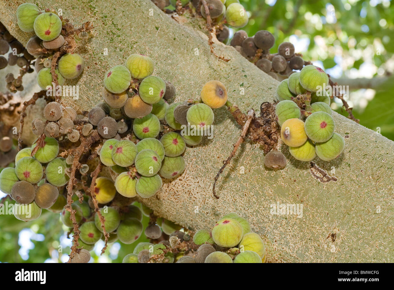 Fruit of the Stem Fruited Fig tree Stock Photo