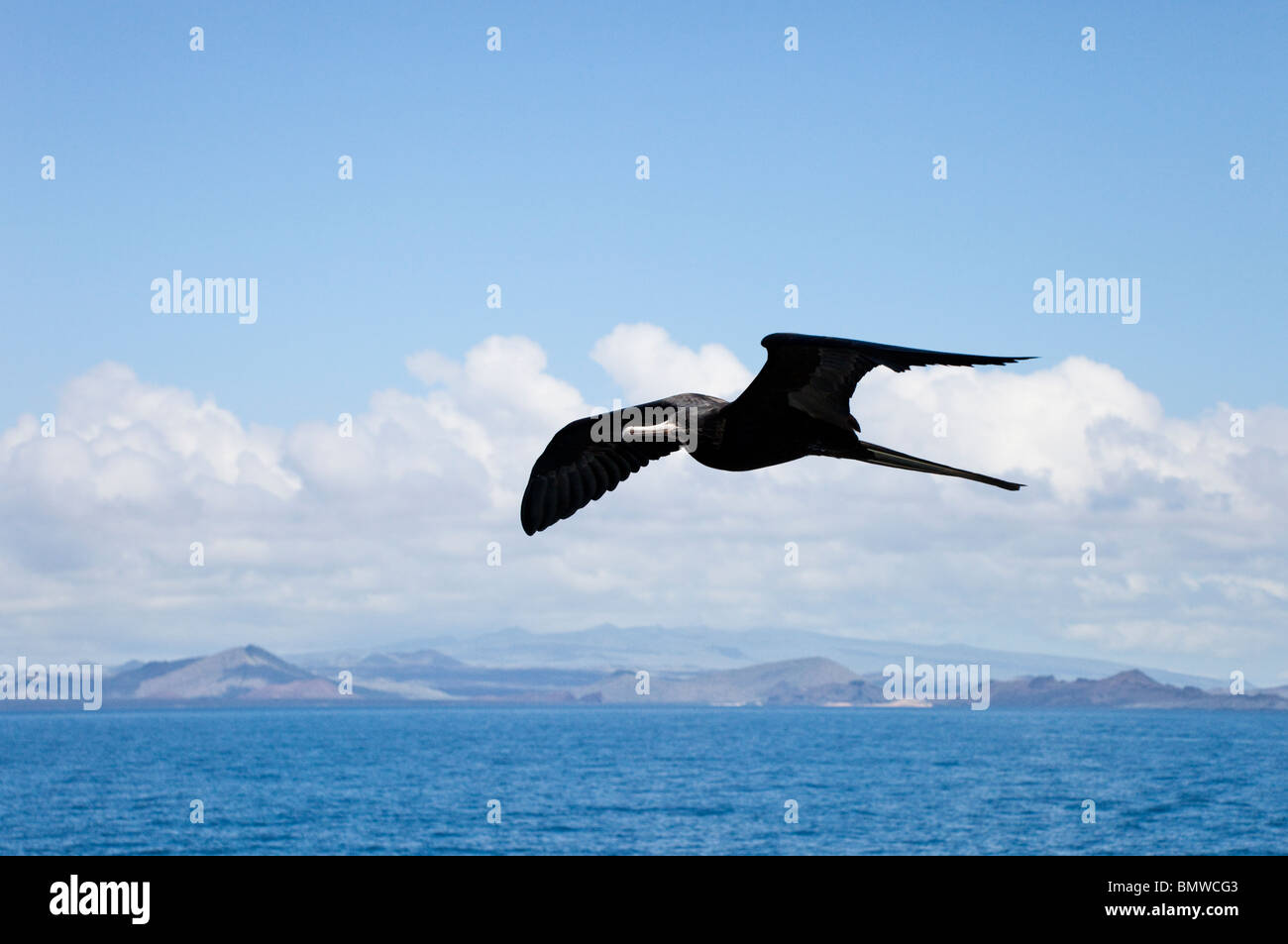 A juvenile male Frigatebird in flight over the sea in the Galapagos Islands Stock Photo