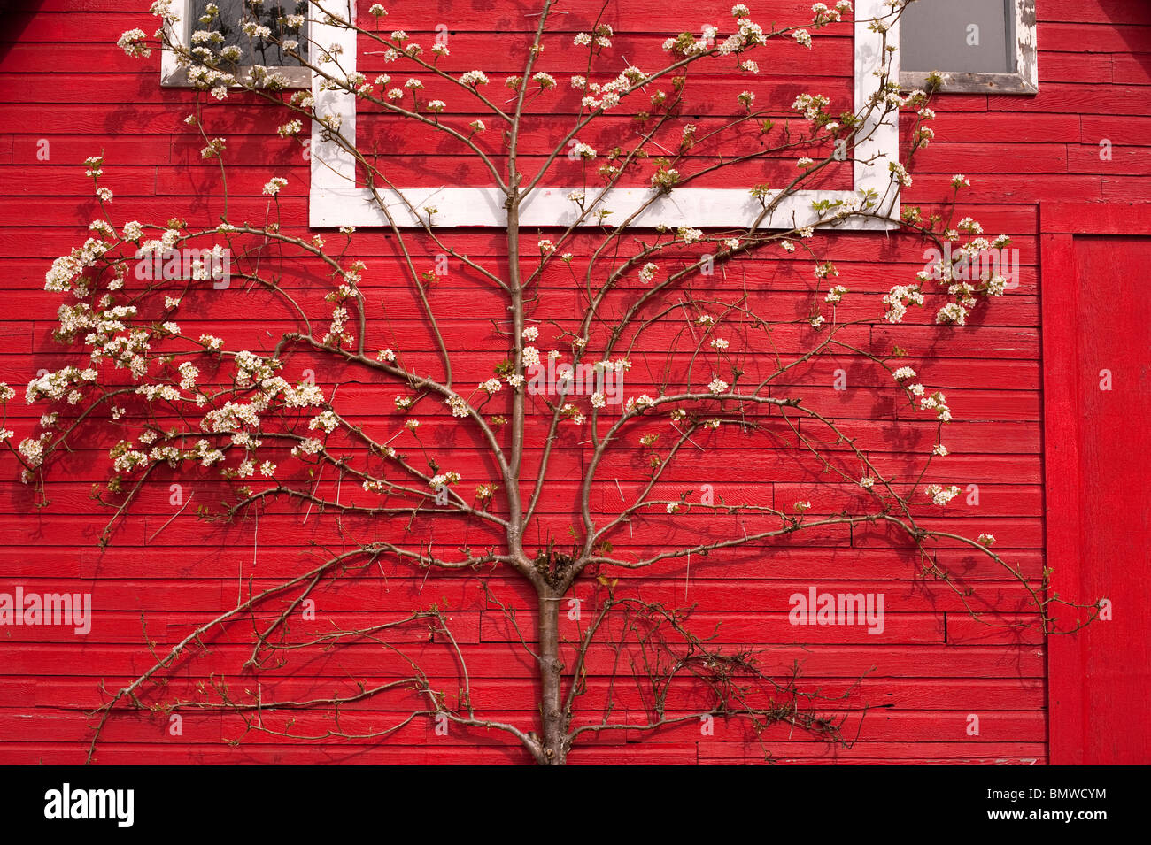 Red Barn with Pear tree blossoms in Snohomish County Lake Stevens Washington State USA Stock Photo