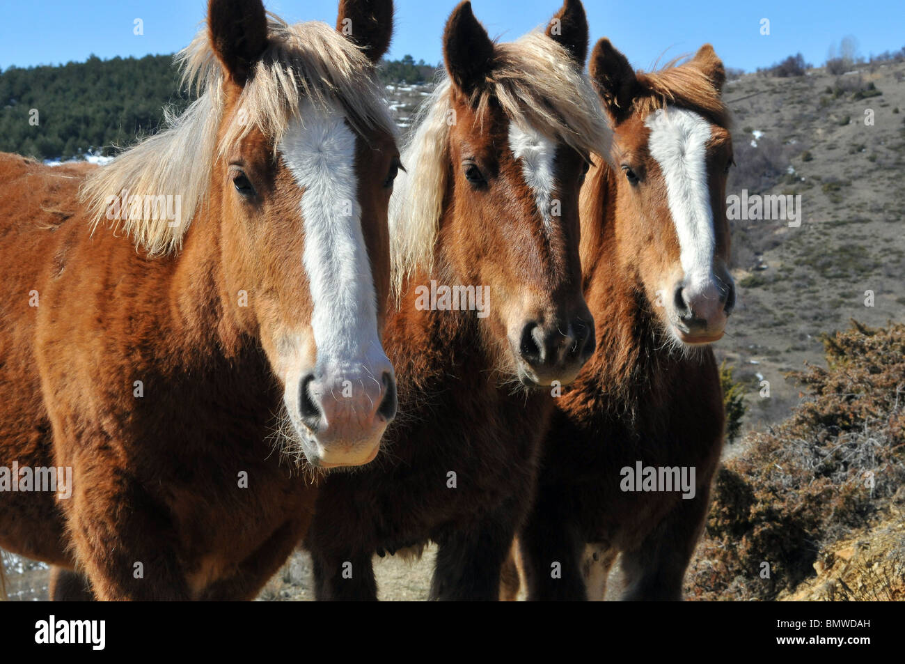 Three Horses, looking at camera, with funny blond fringe hair, Cerdanya, Eastern Pyrenees, Girona, Catalonia, Spain Stock Photo