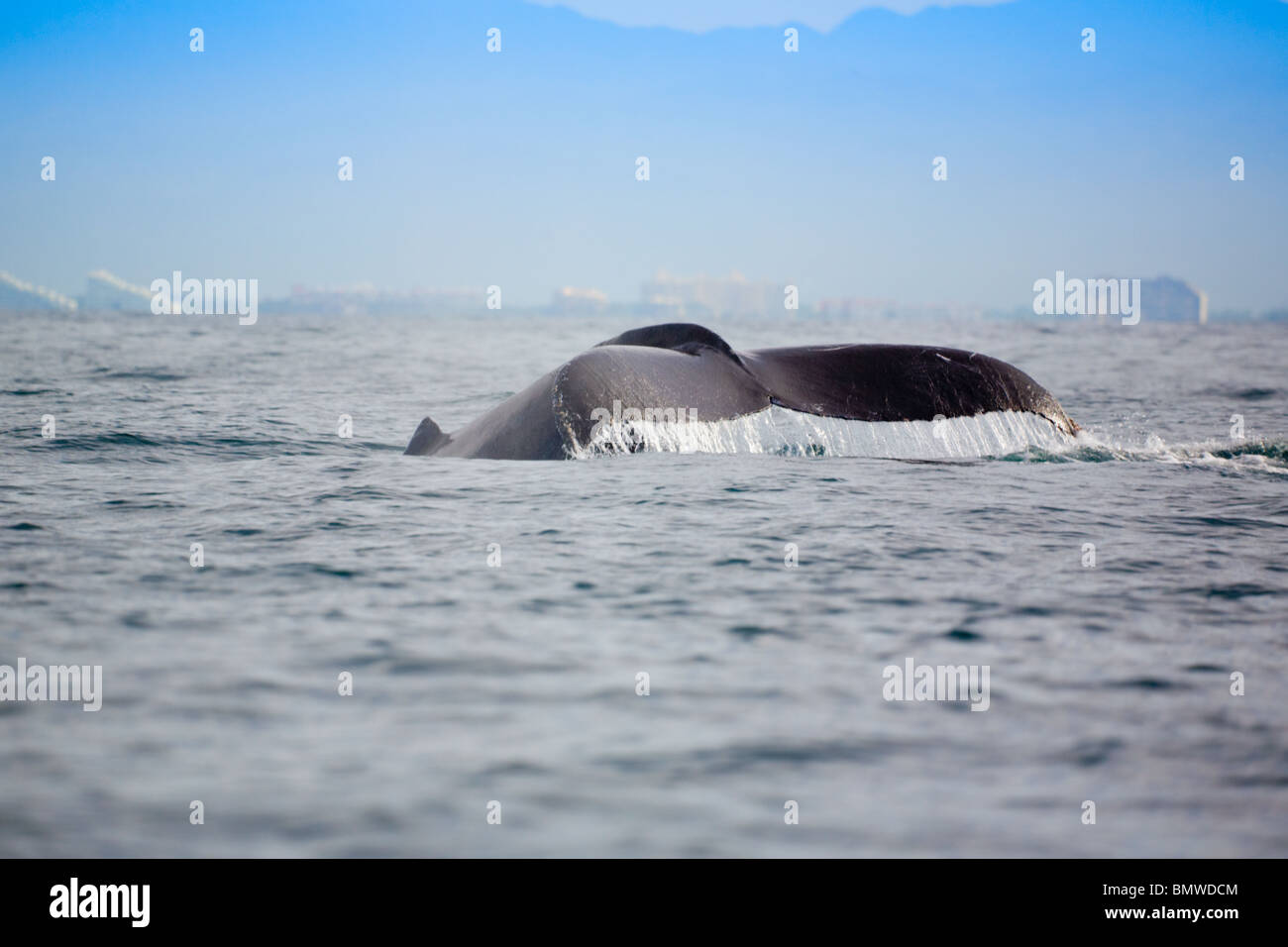 Humpback whale tail scenic hi-res stock photography and images - Alamy