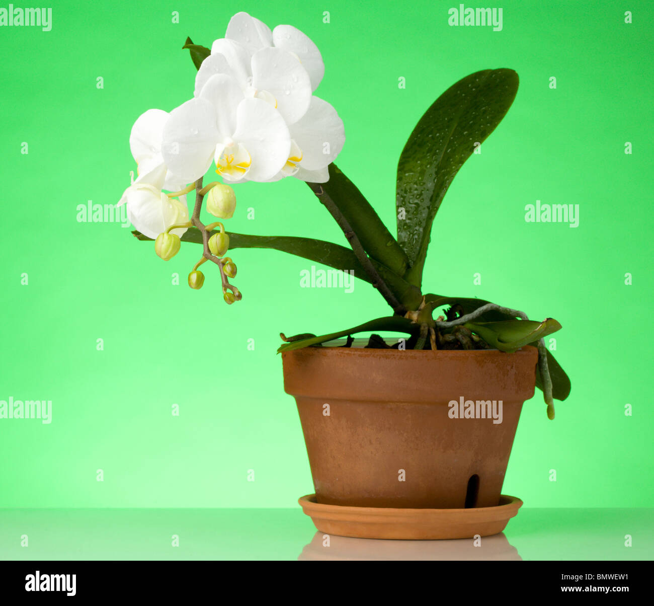Blooming orchid Stock Photo