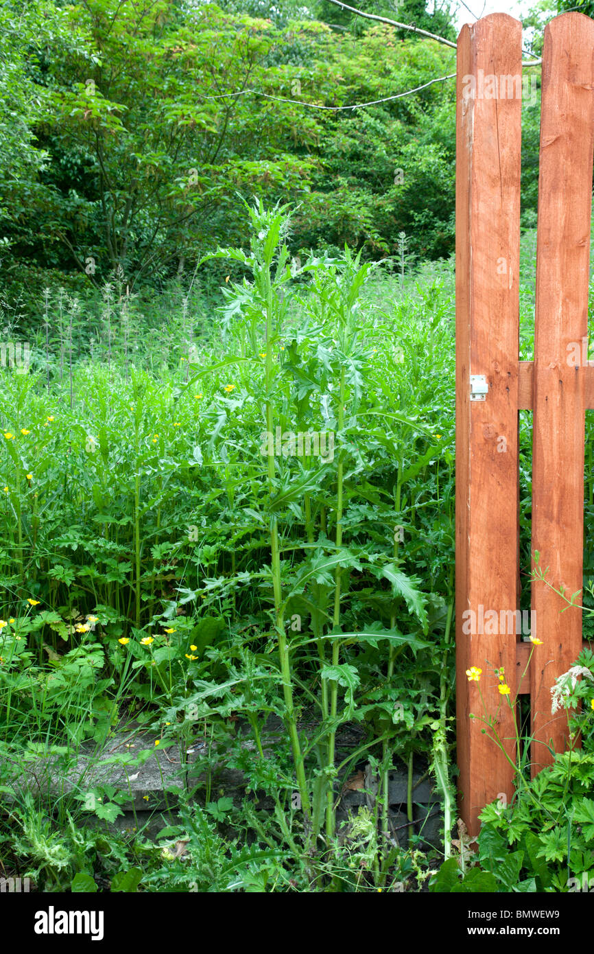 Untidy Back garden, Ireland Stock Photo