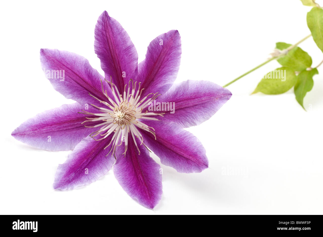 Clematis Nelly Moser mauve striped flower stalk and leaves Stock Photo