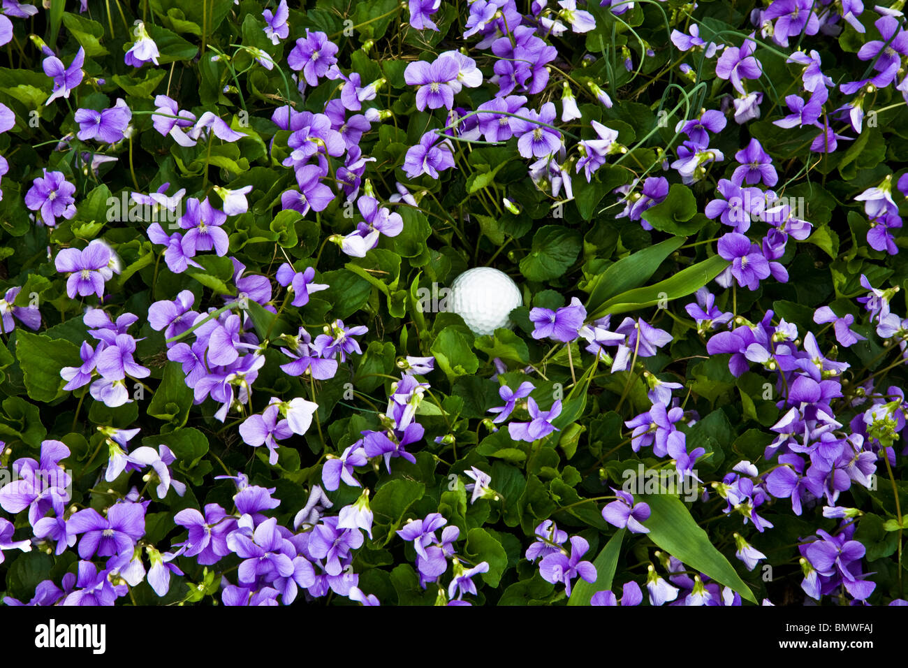Humorous close up of a golf ball out of bounds or in the rough among common blue wild violets, Viola Sororia, in New Jersey, USA, US, North America Stock Photo