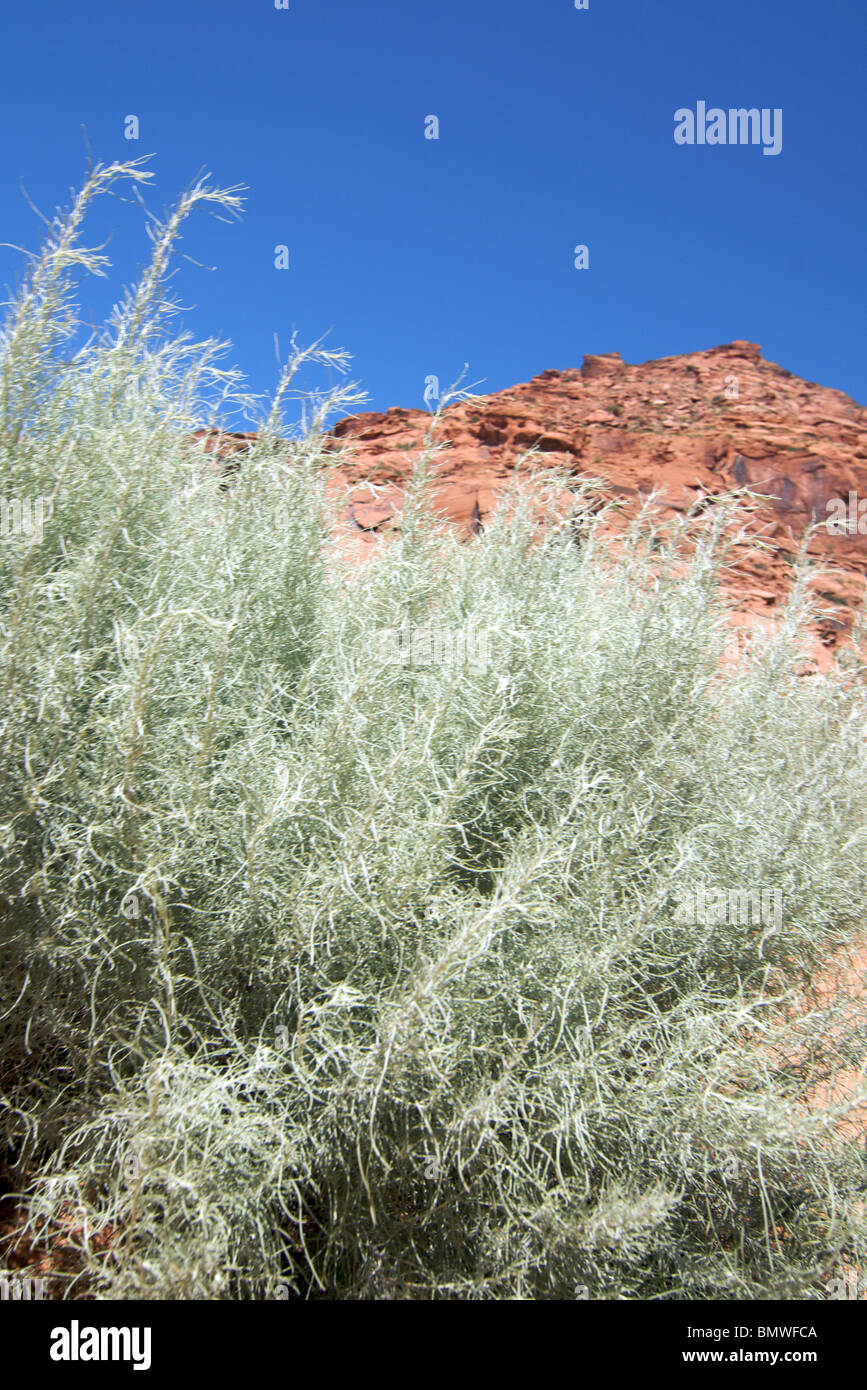 desert sage and red sandstone peak below blue sky Stock Photo