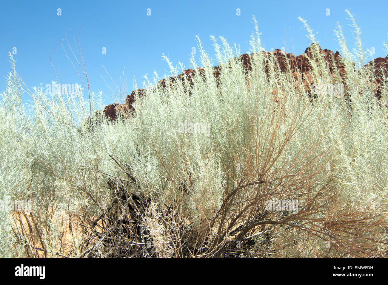 desert sage in front of a sandstone outcropping Stock Photo