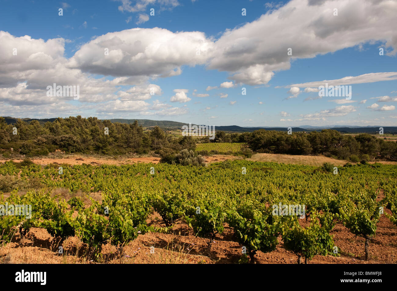 Vineyards in the South of France Stock Photo