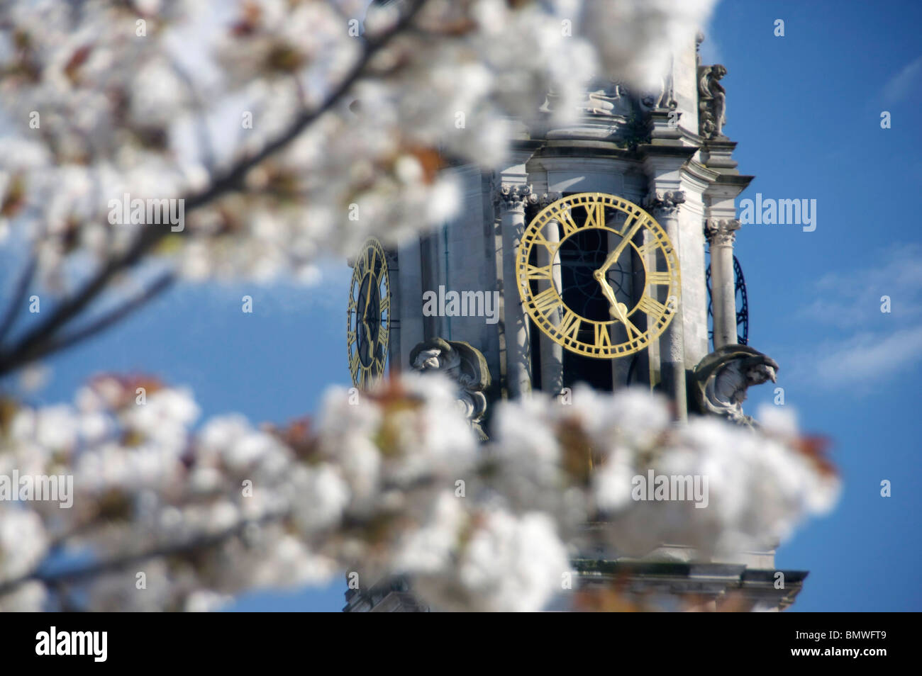 Cardiff City Hall Clock Tower in spring, seen through white cherry blossom tree Cardiff Wales UK Stock Photo