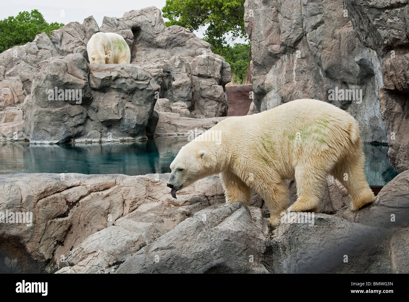 Polar Bear Ursus maritimus Rio Grande Zoo Albuquerque New Mexico USA Stock Photo