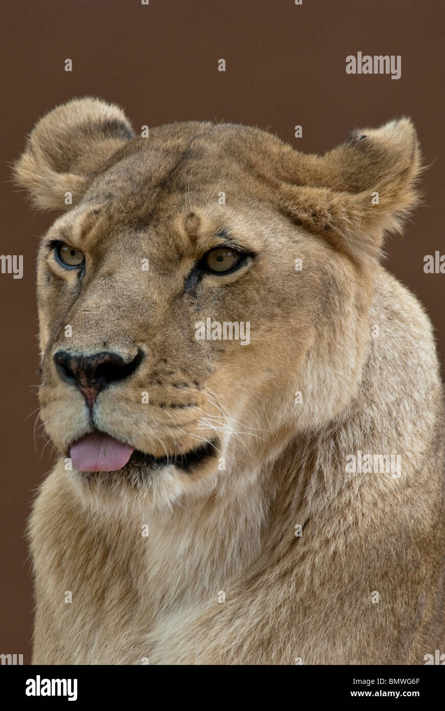 African Lion Panthera leo Rio Grande Zoo Albuquerque New Mexico USA Stock Photo