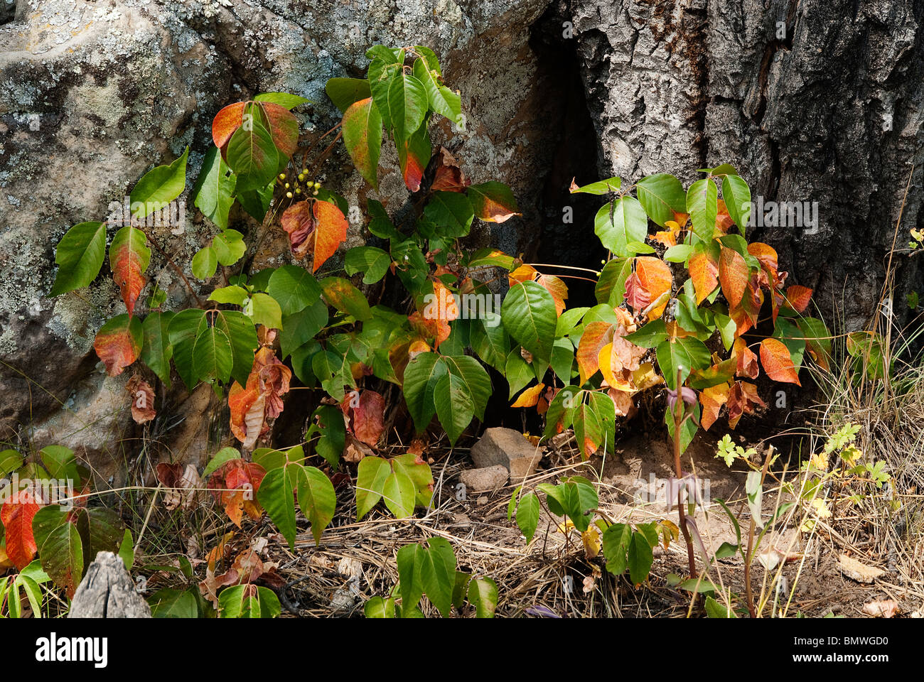 Poison Ivy Toxicodendron radicans San Juan National Forest Colorado USA ...