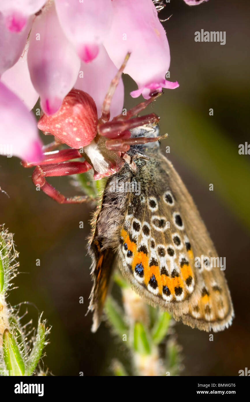 Red crab spider with blue butterfly prey in heather.  Taken at Sopley Common, Hurn Dorset England Stock Photo