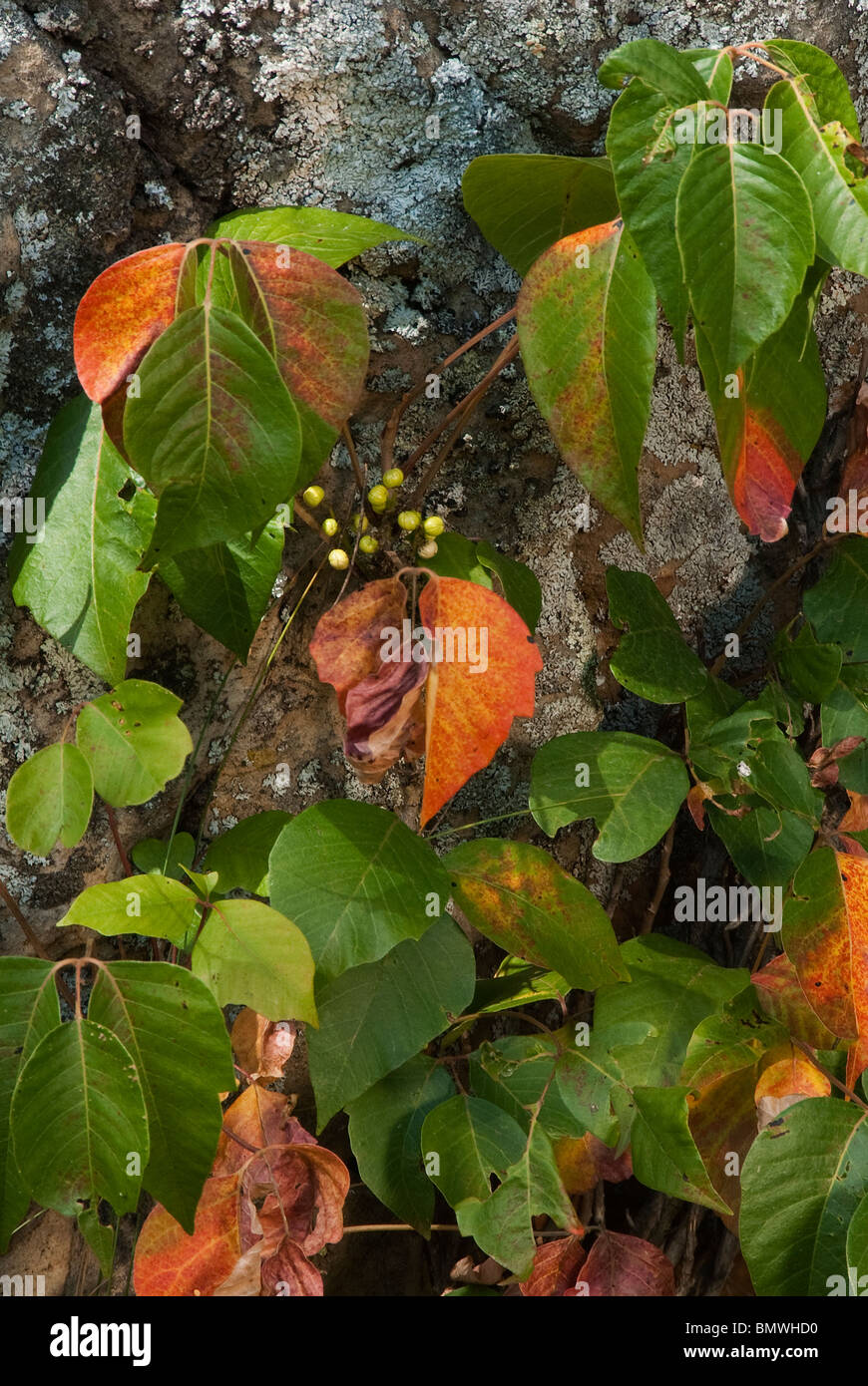 Poison Ivy Toxicodendron radicans San Juan National Forest Colorado USA