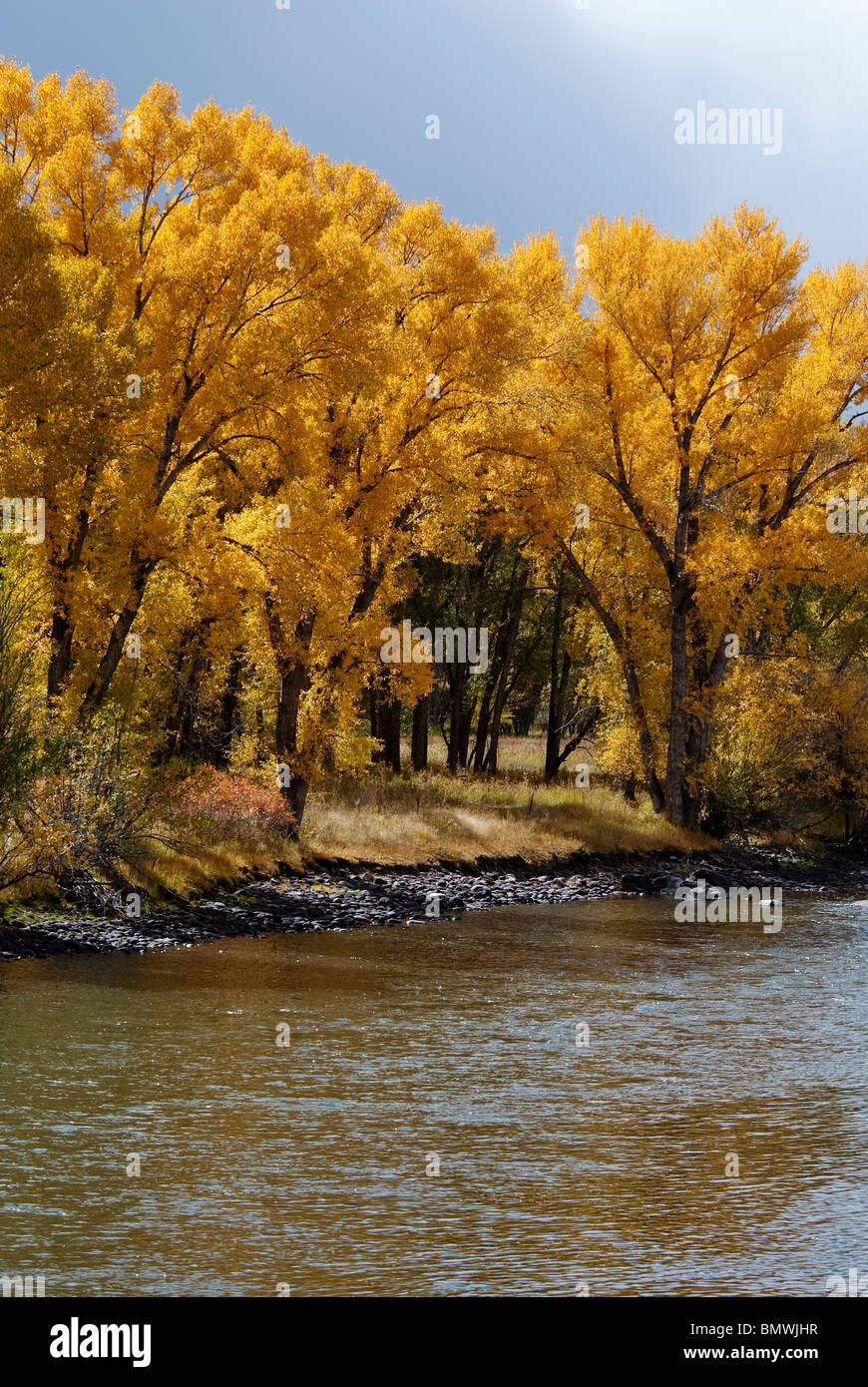 Cottonwood Trees Stock Photos & Cottonwood Trees Stock Images Alamy