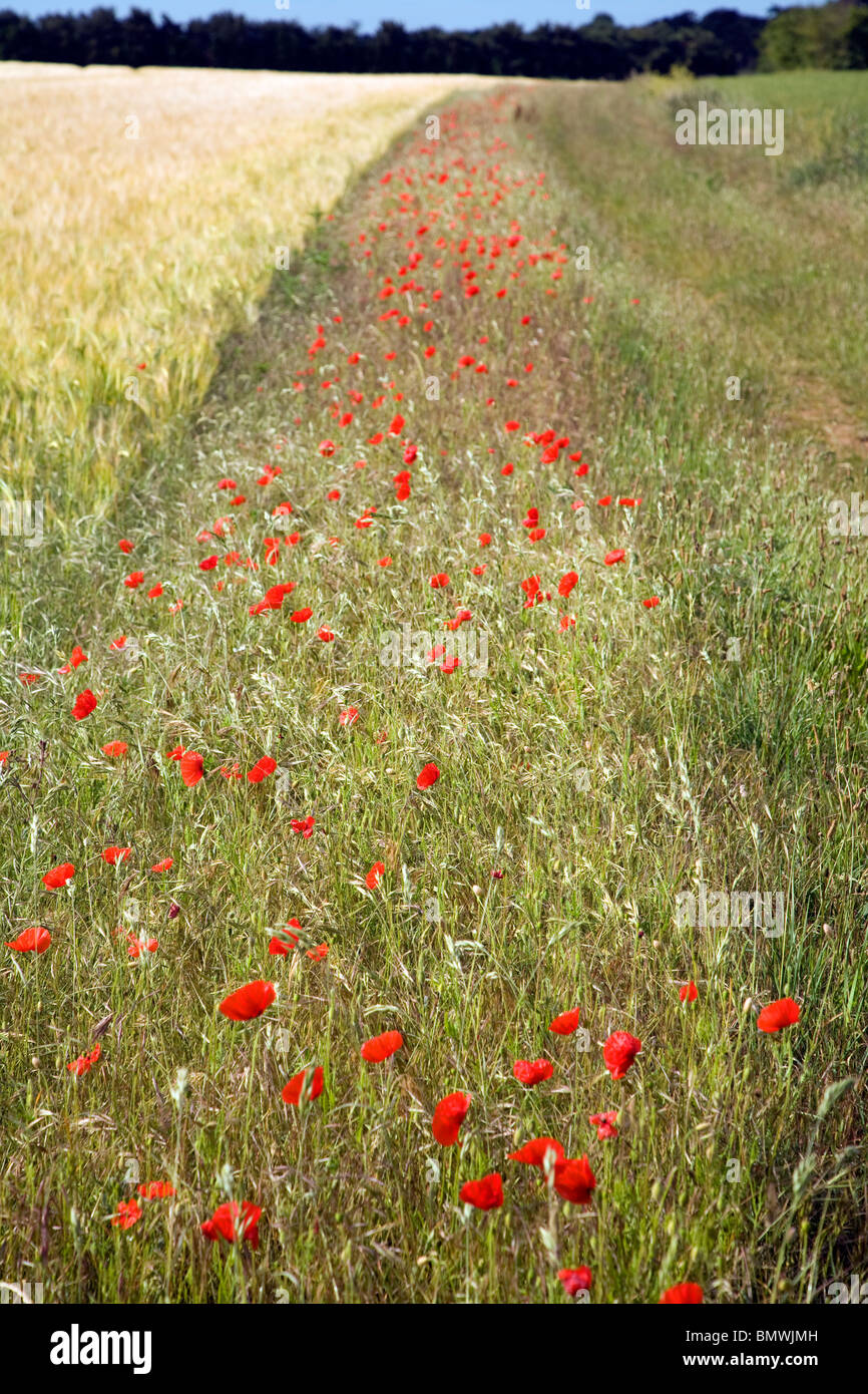 Wild poppies grow in verge of farm field Shottisham Suffolk England Stock Photo