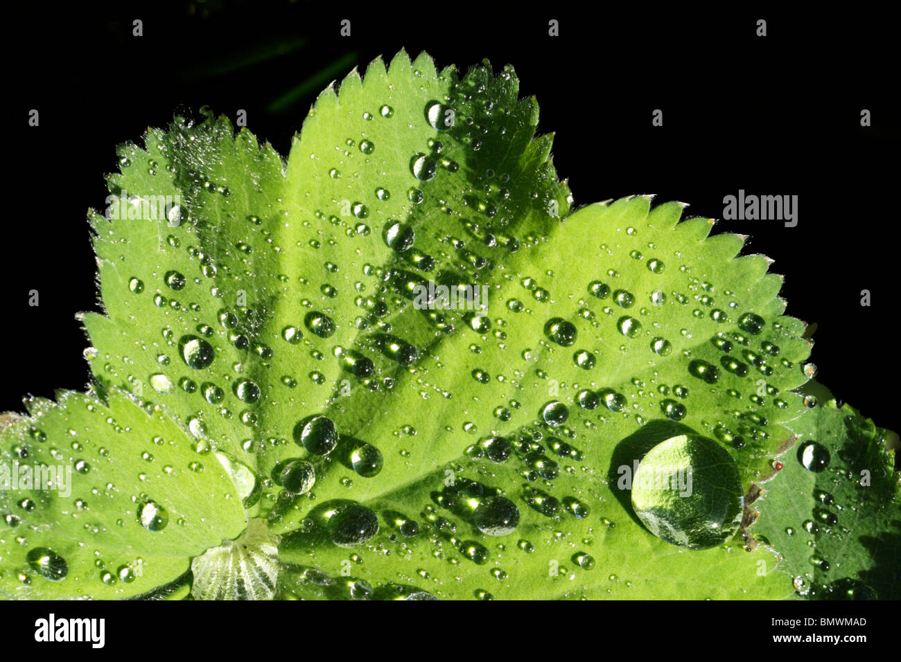 Lady's mantle (Alchemilla filicaulis) leaf covered with dew drops against a black background Stock Photo