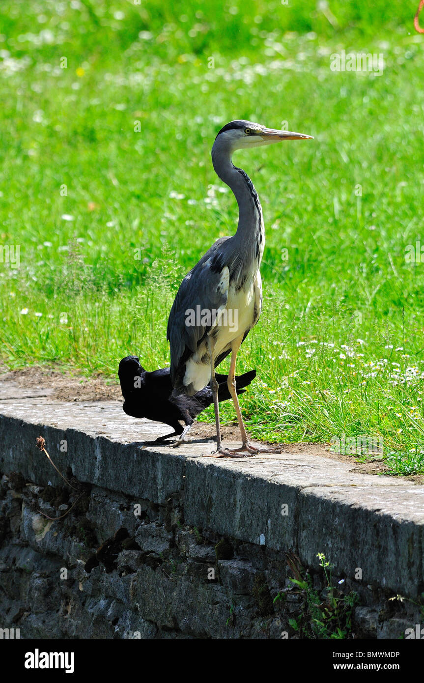 Crow harassing a heron Stock Photo Alamy(00)