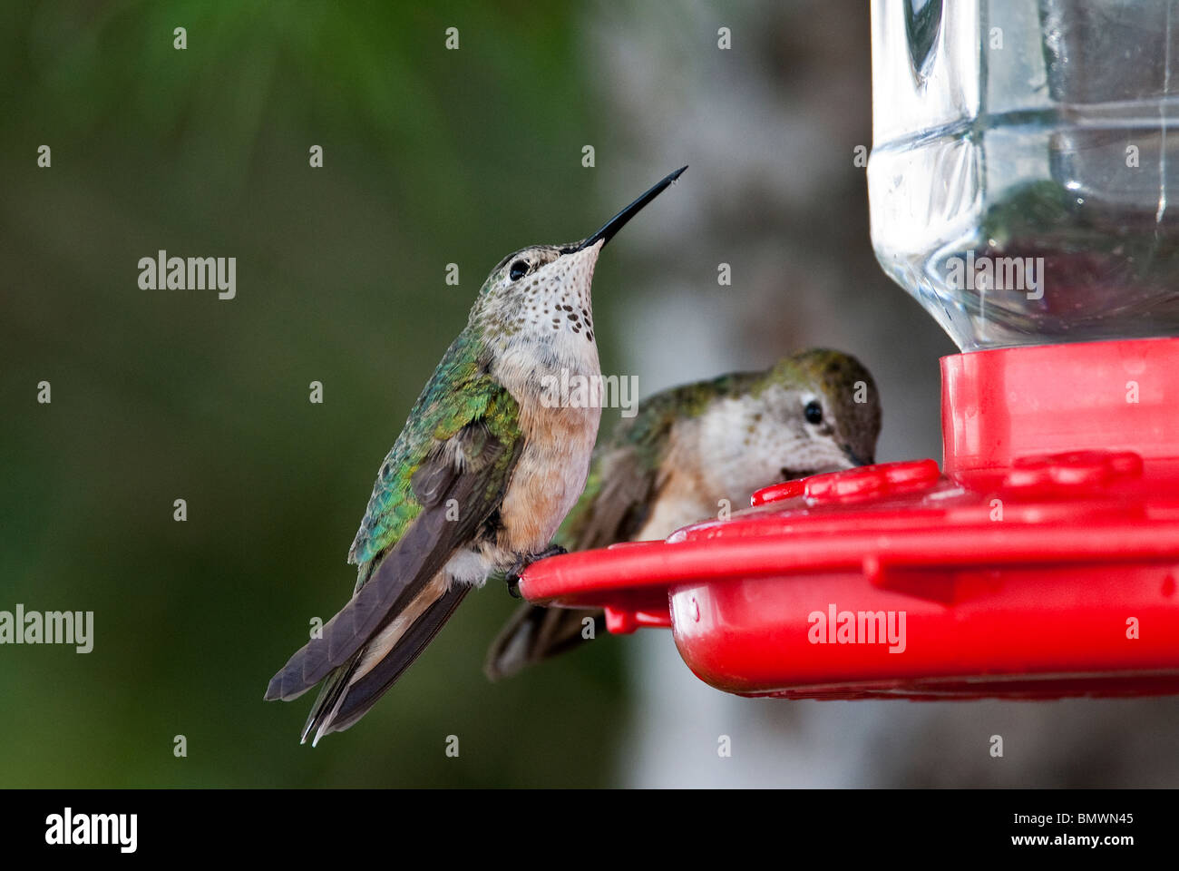 Broad-tailed Hummingbirds Selasphorus platycercus females Sandia Mountains New Mexico USA Stock Photo