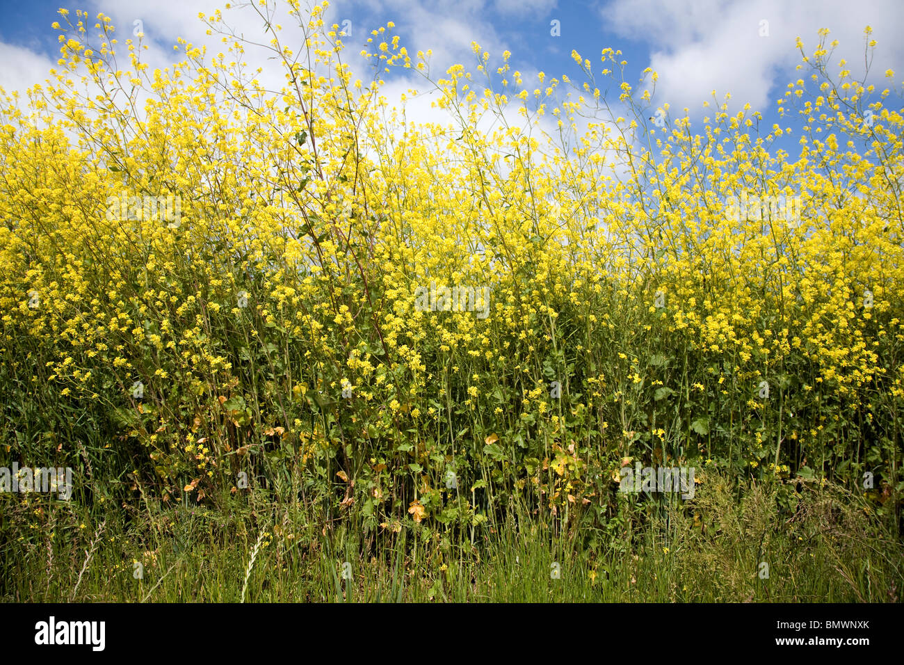 Yellow flowers oil seed rape side view Stock Photo - Alamy