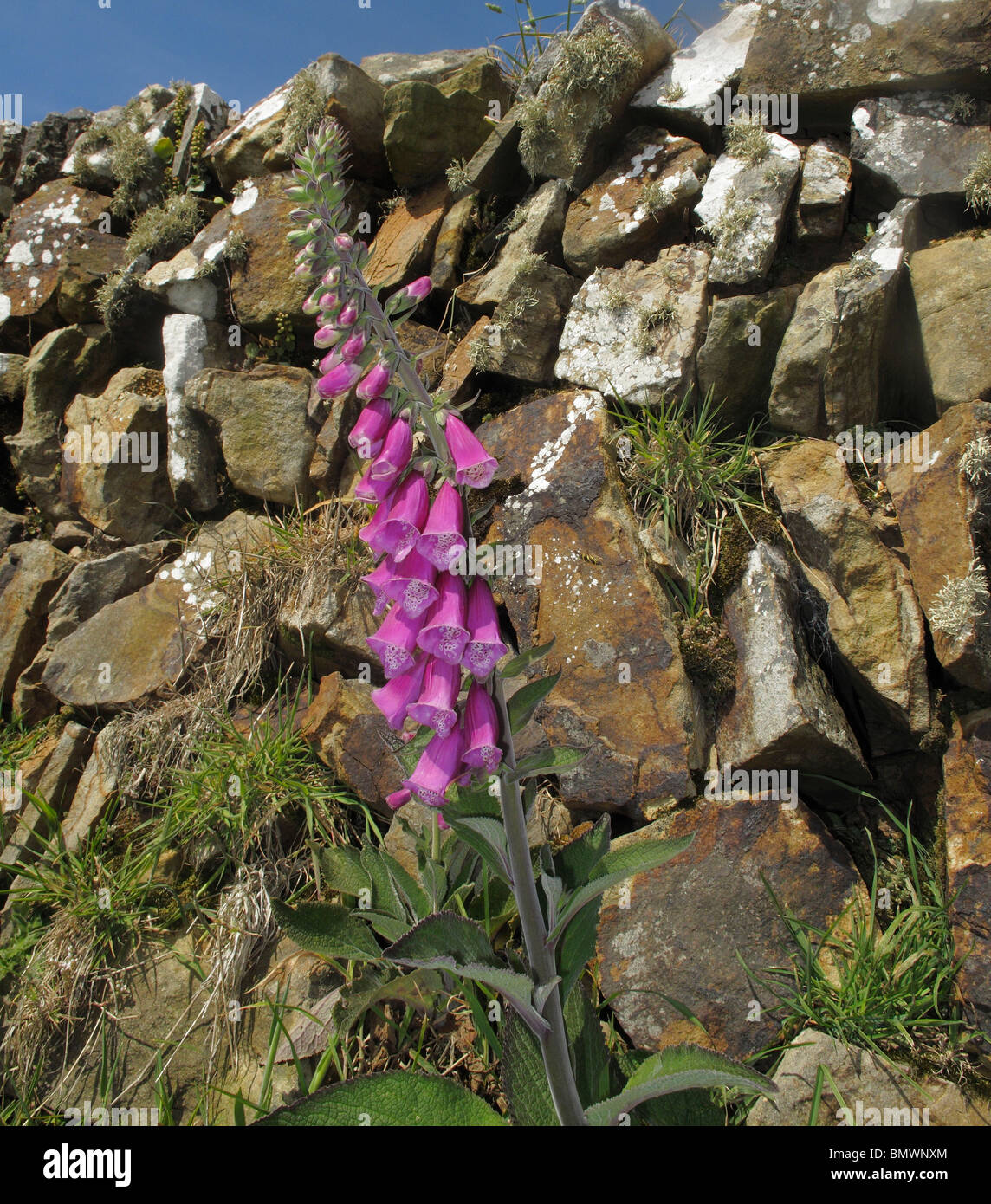 Devon bank, stone wall with wild self seeded magenta foxglove reaching up into the blue sky Stock Photo