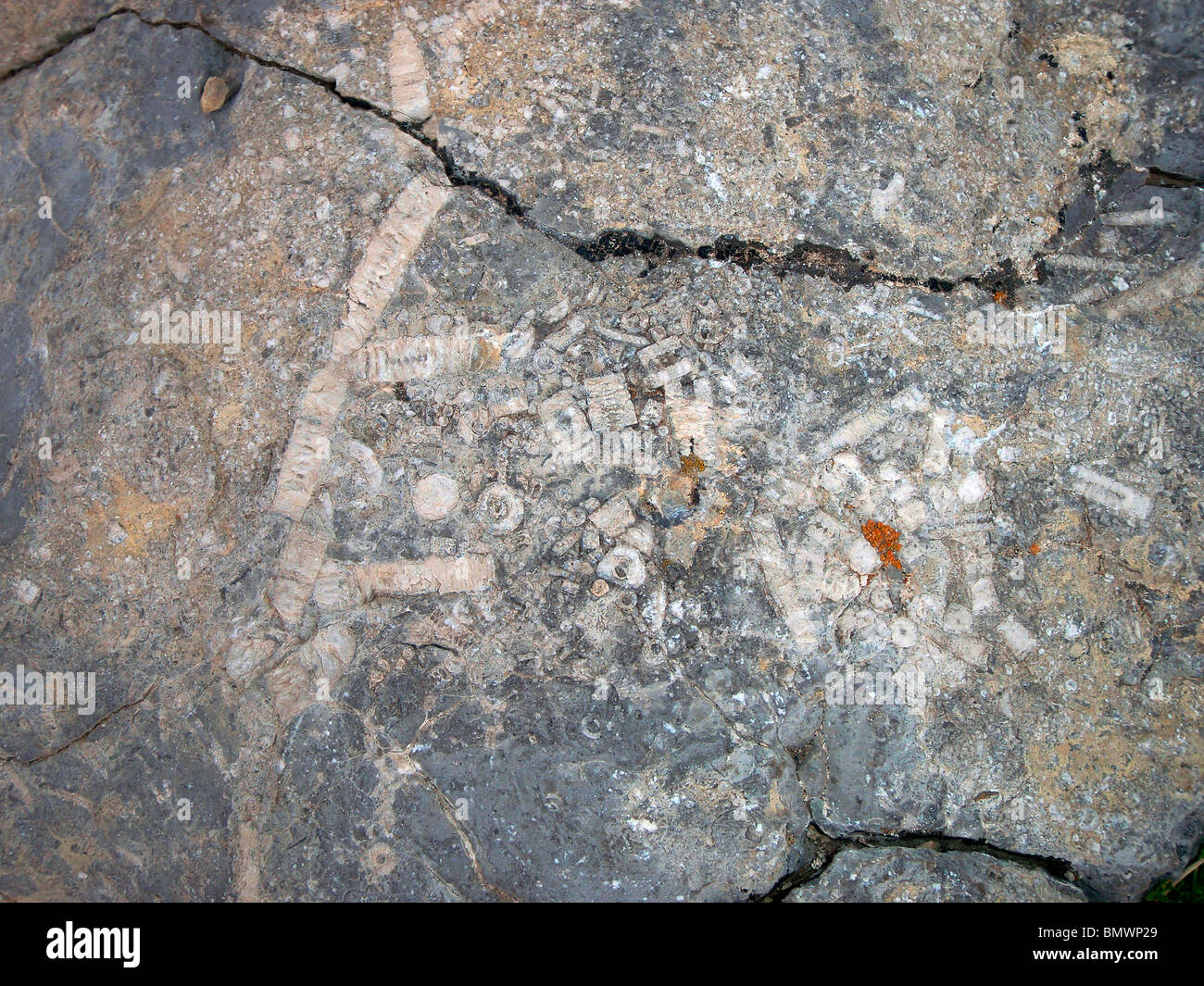 Fossils in rock Sandia Crest New Mexico USA Stock Photo