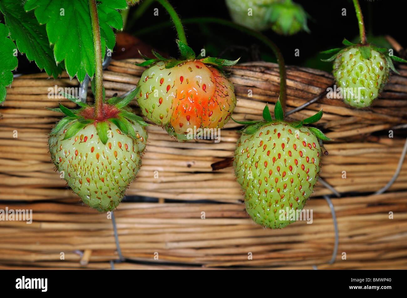 Strawberries growing in hanging basket Stock Photo Alamy