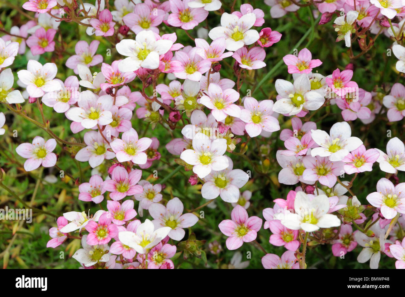 The white/pink flowers of Saxifraga 'Nona McGrory' Stock Photo