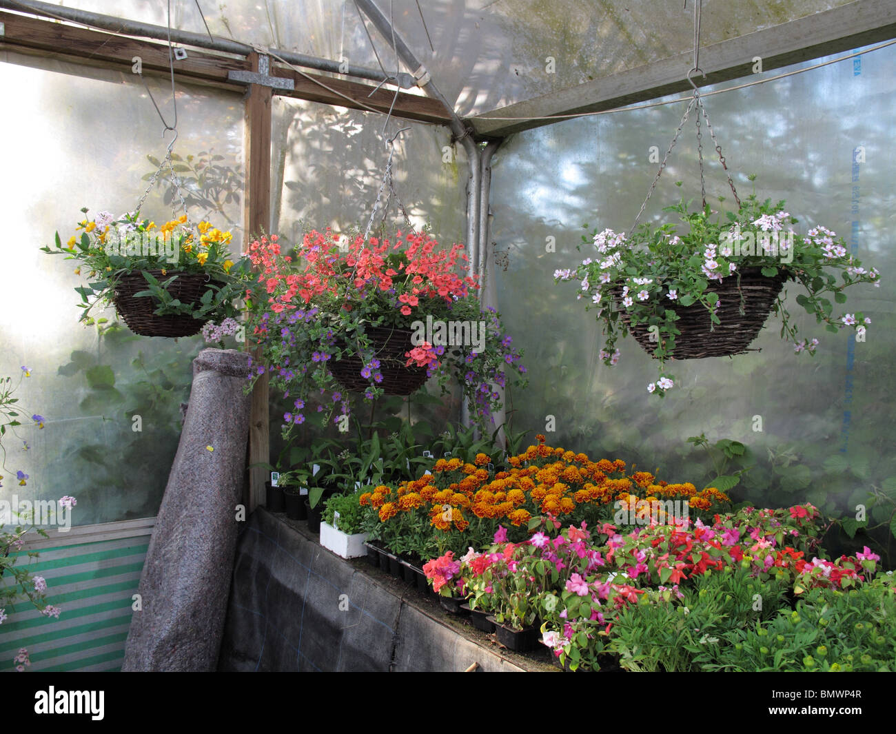 Hanging baskets and bedding flowers Stock Photo Alamy