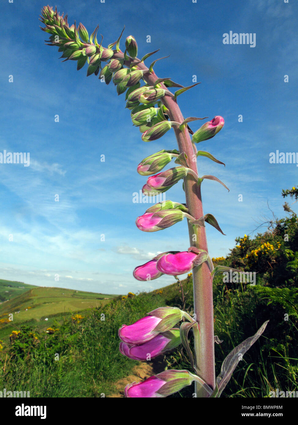 Botanical herbaceous biennial classic english garden flower family