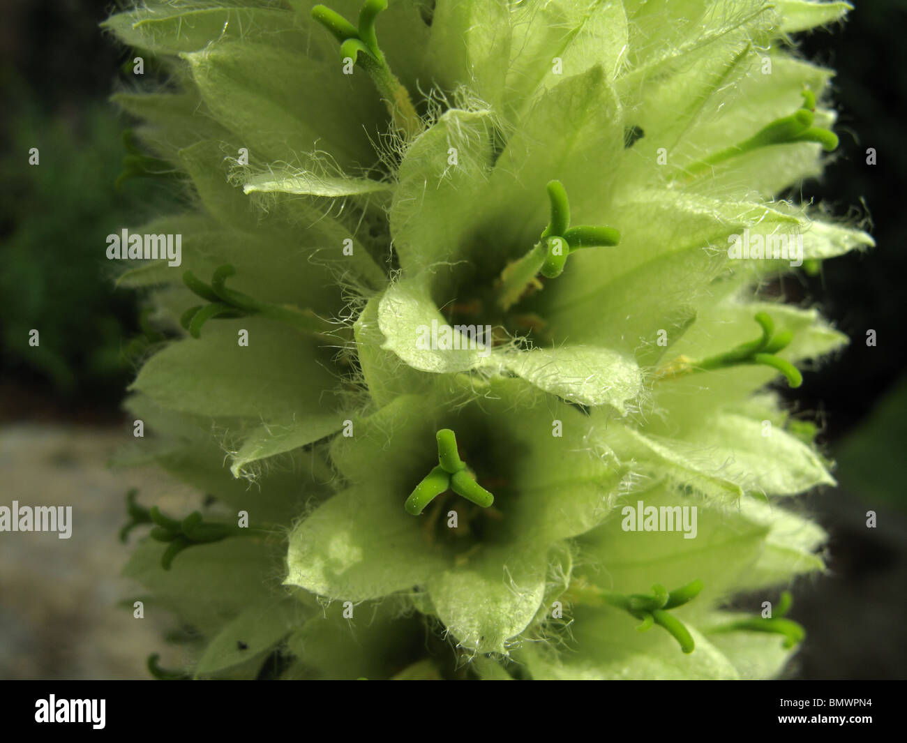 Campanula thyrsoides Stock Photo