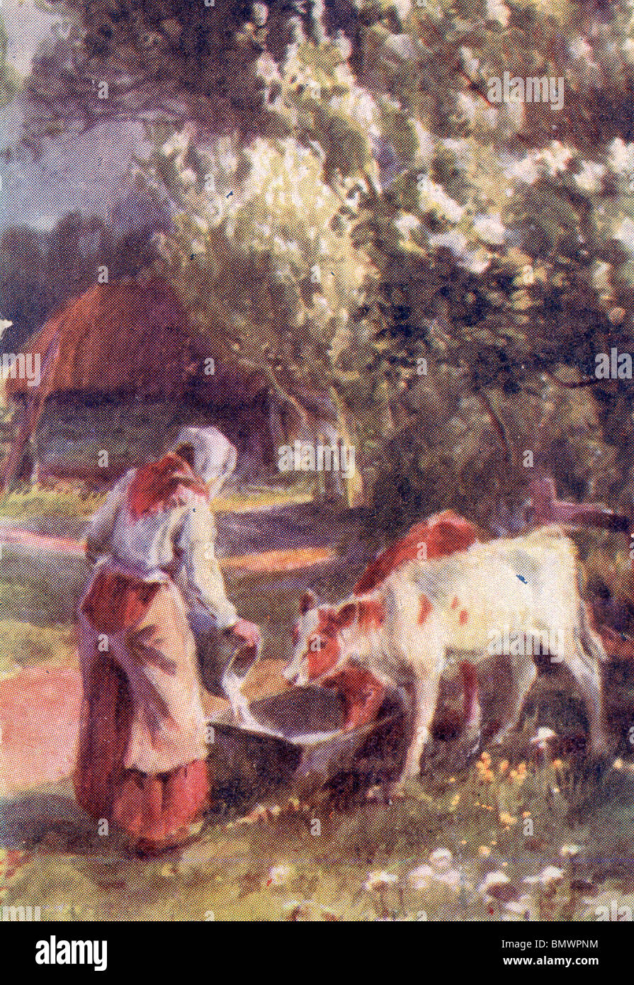 Farmers Wife feeding the Cattle Stock Photo