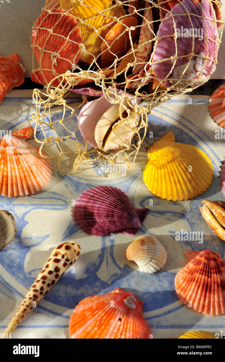 shells, natur, seasehell, marine, texture Stock Photo - Alamy