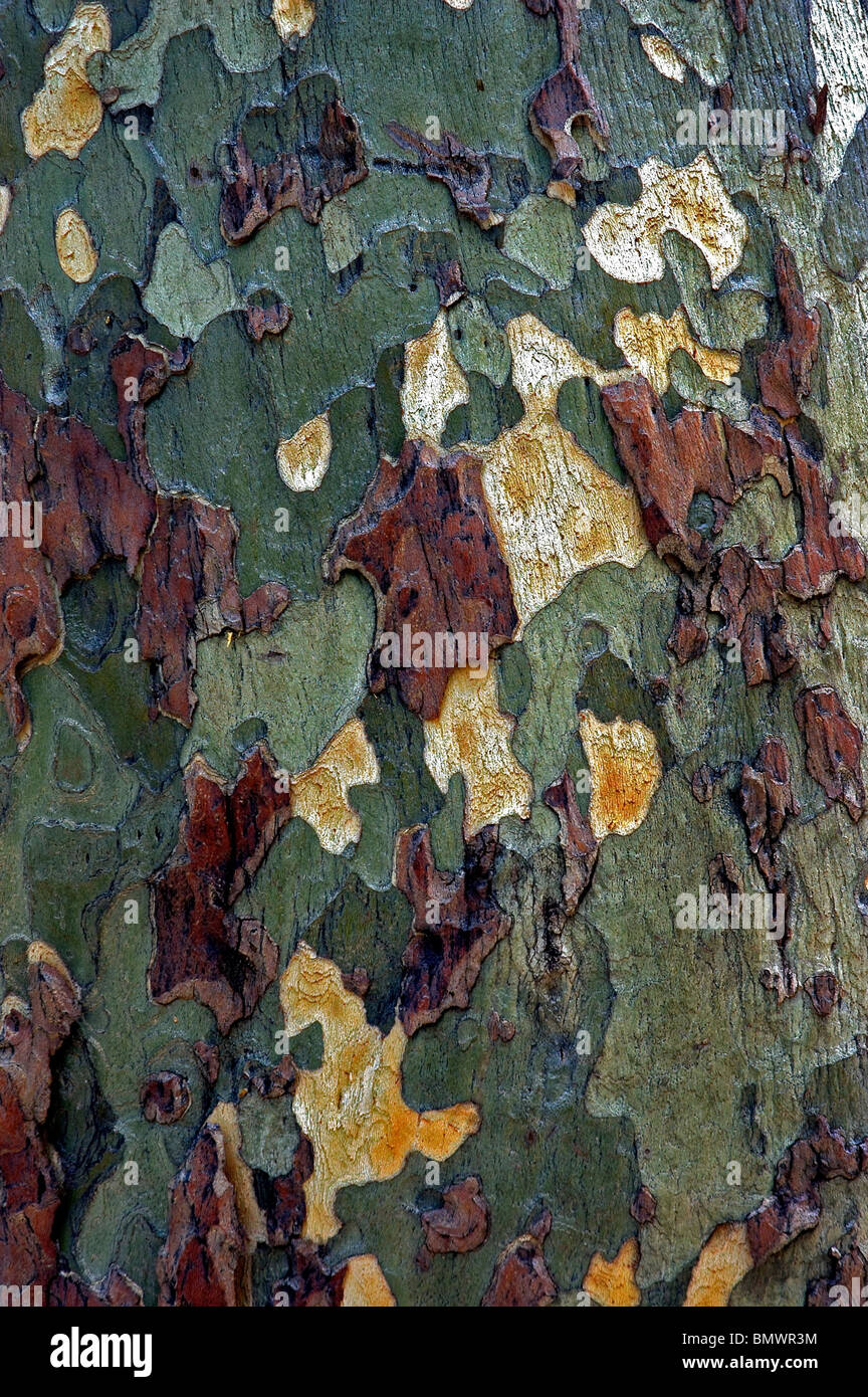 Chinese Elm tree trunk--Oak Creek Canyon, AZ. Stock Photo