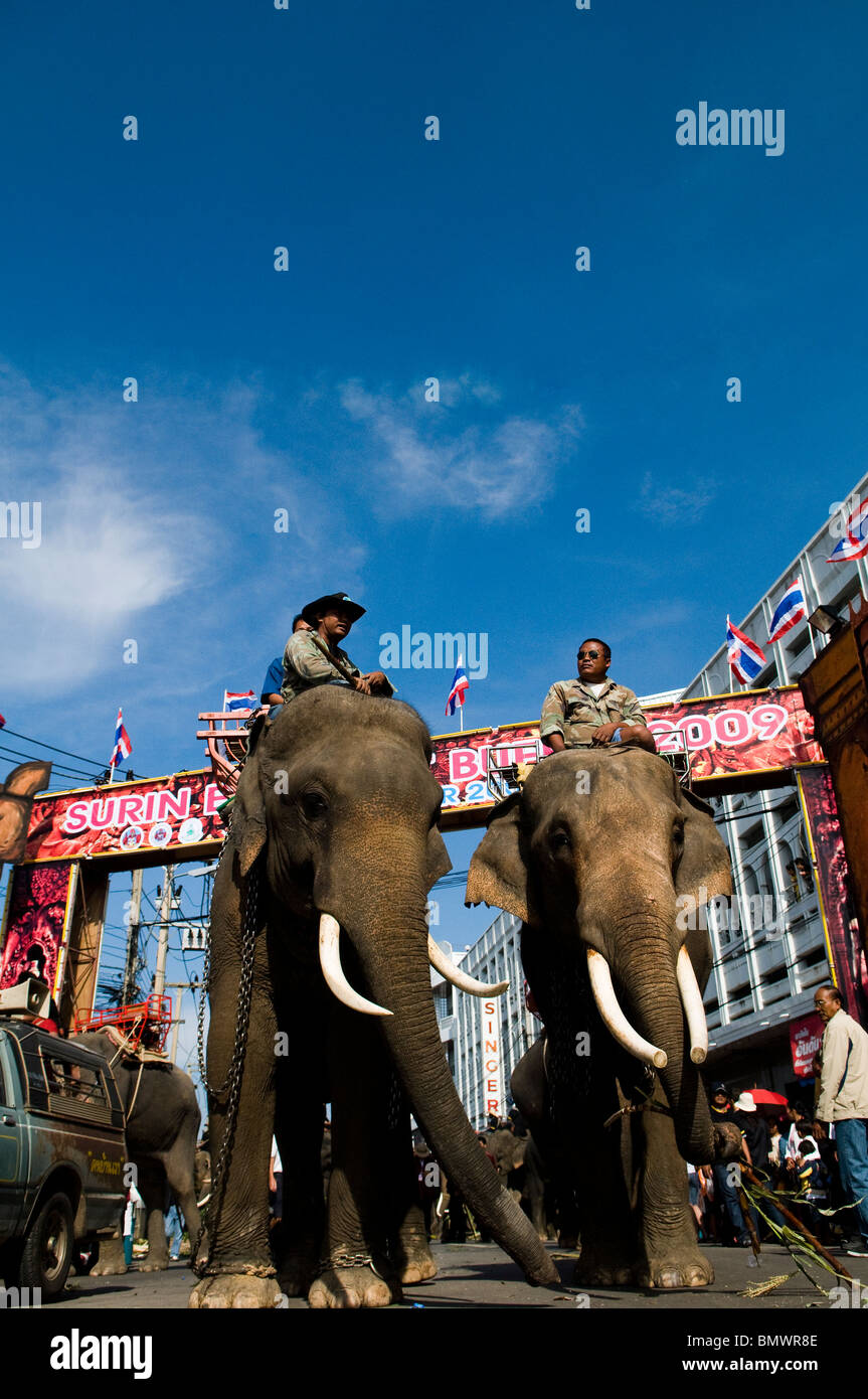 Elephants roaming the streets of Surin during the annual elephant roundup which takes place every November. Stock Photo
