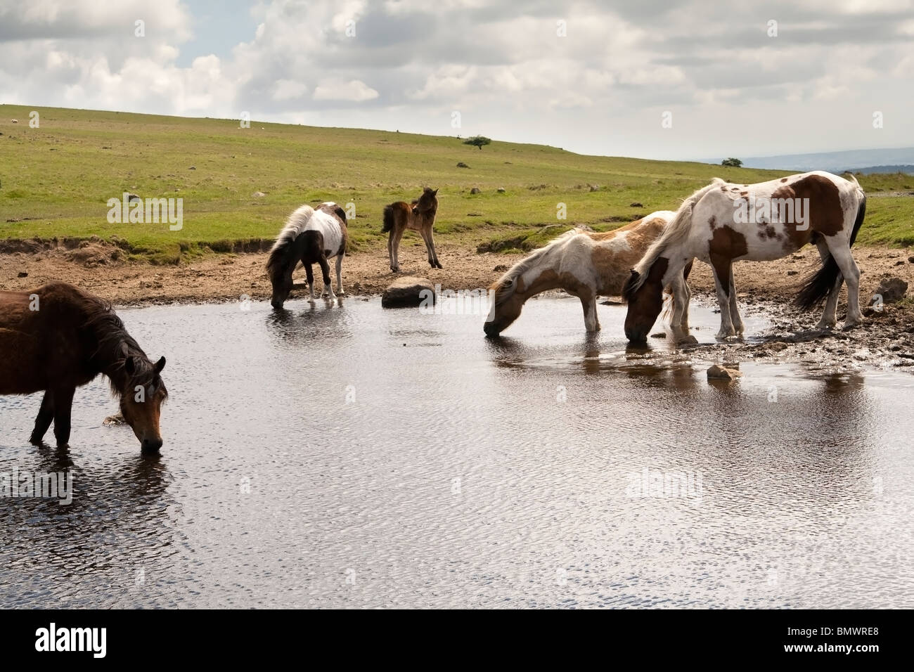 Wild Dartmoor ponies drinking from a lake. Stock Photo