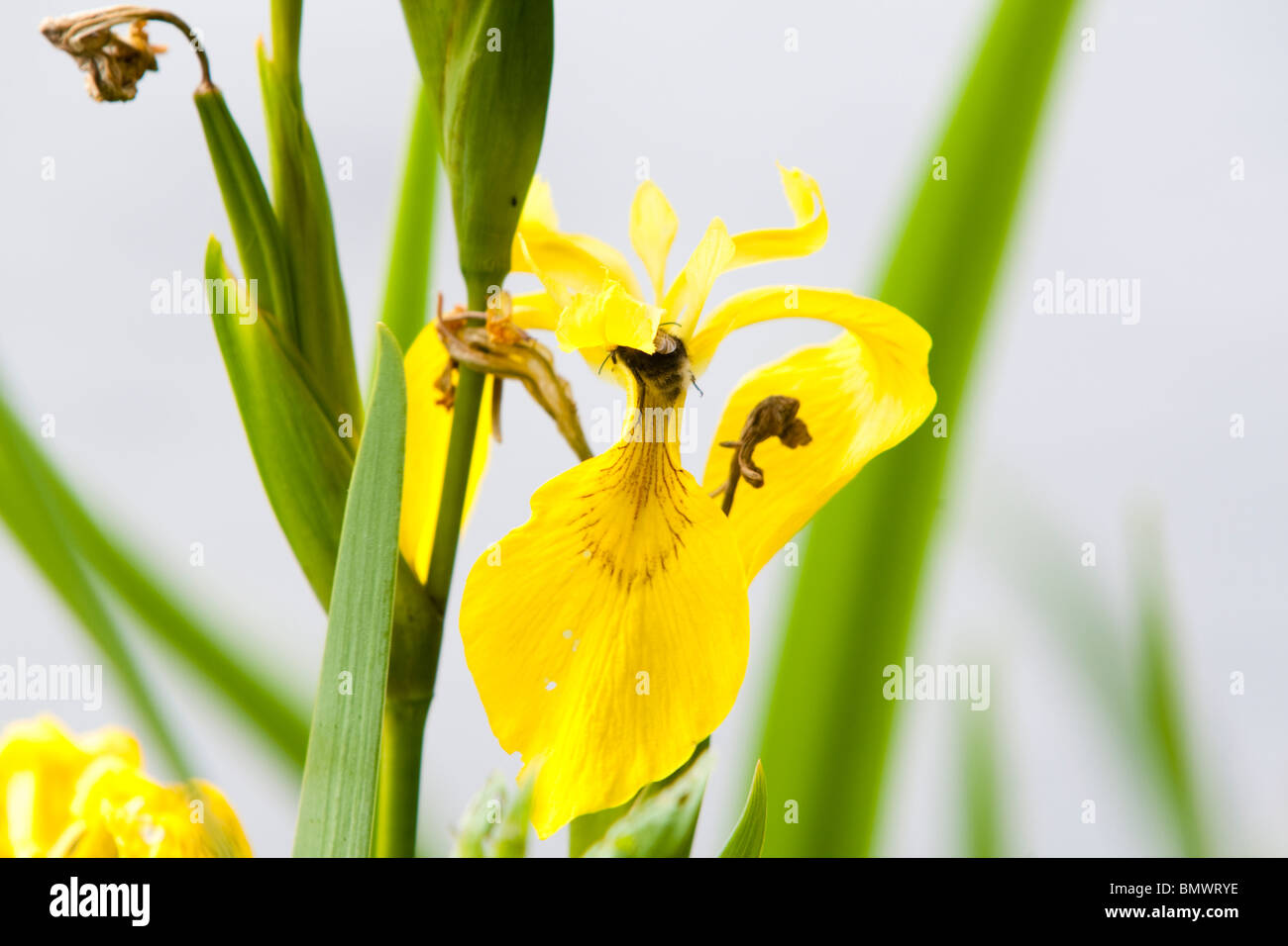 Yellow Flag Iris pseudacorus, Kent, UK, spring Stock Photo Alamy