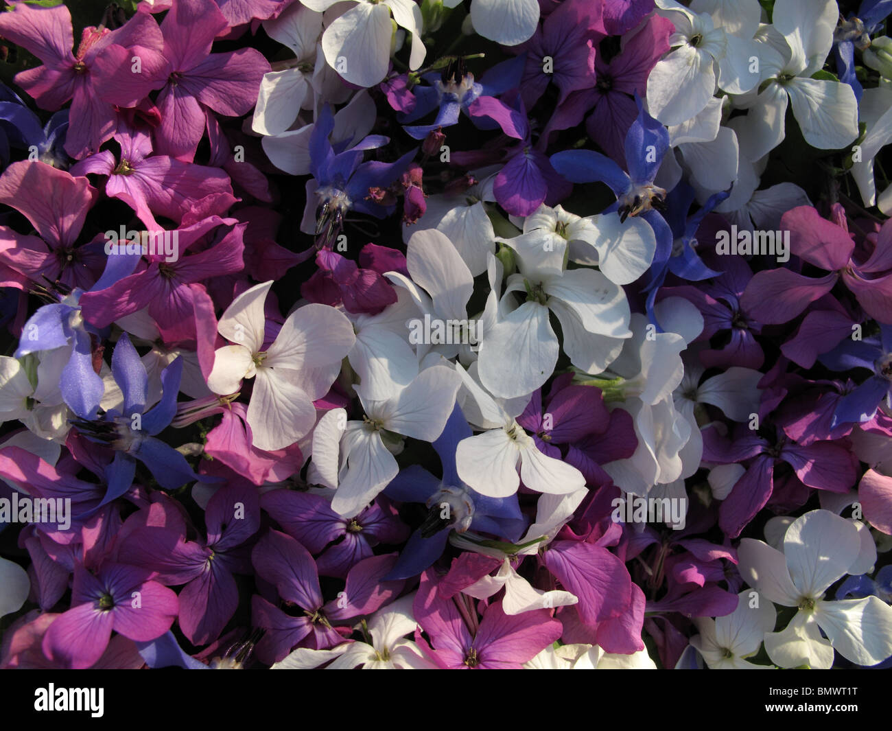 Blue edible flowers hires stock photography and images Alamy