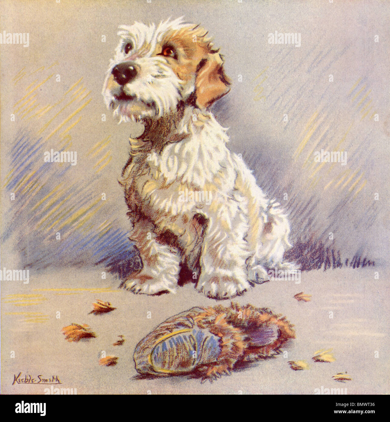 The Little White Dog with large Brown Eyes Stock Photo