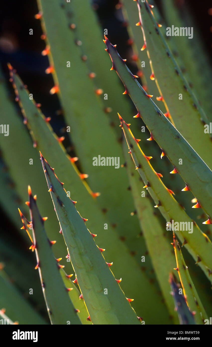 Aloe leaves, Naukluft Mountains, Namibia Stock Photo