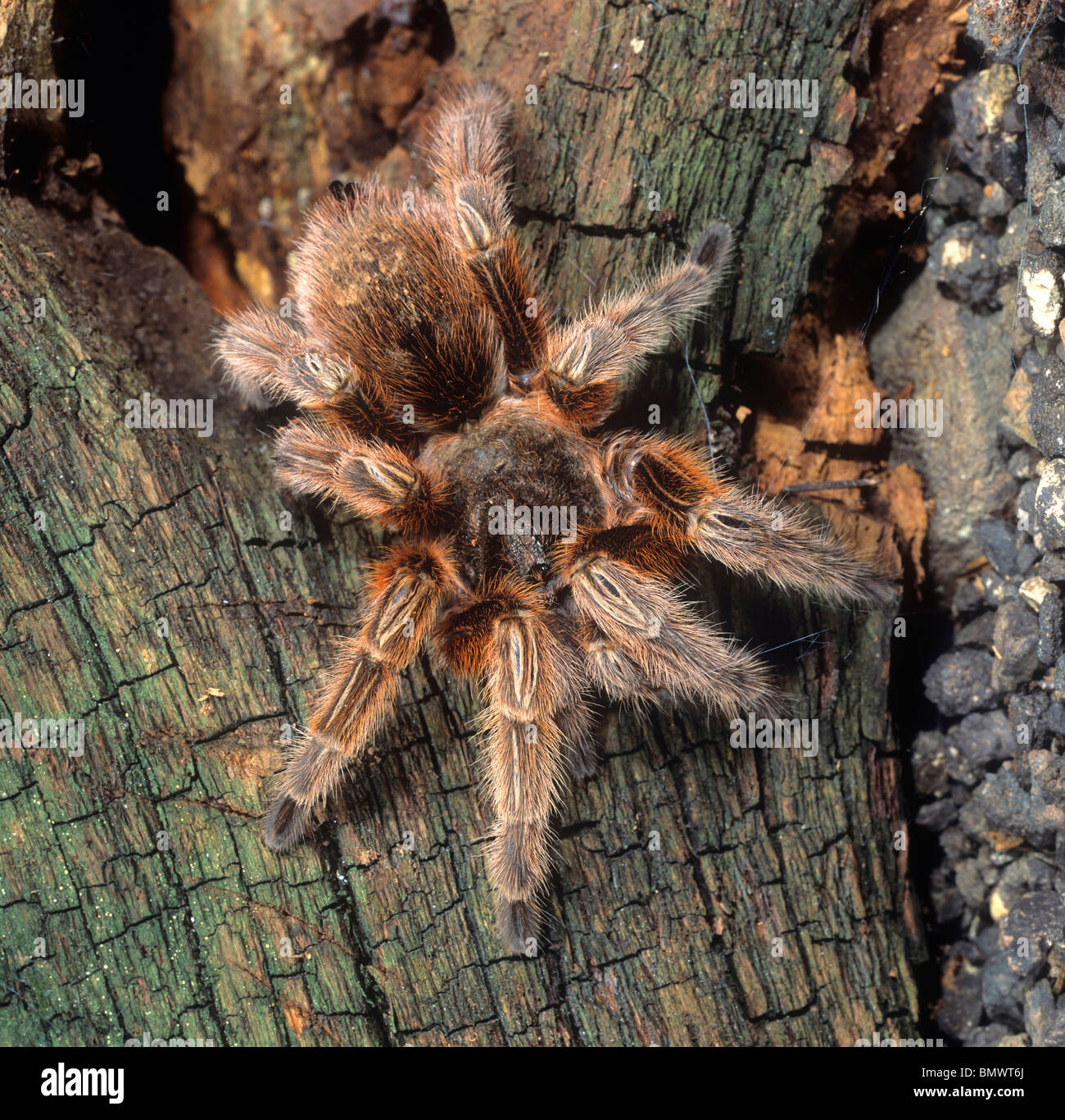 Chilean Rose Tarantula (Grammostola spatulata, Grammostola rosea), adult on bark. Stock Photo